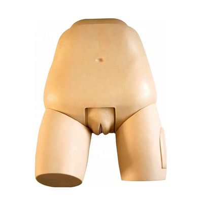 Fortgeschrittener Fundus-Simulator für die Gebärmutteruntersuchung Modell Postpartum-Frauenmannequin