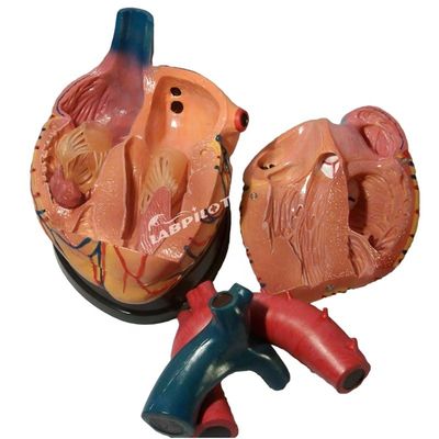 Hospitals Top-Wahl 3D-Human-Herz-Anatomie-Modell für detailliertes und genaues Lernen