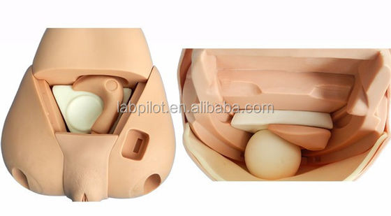 Fortgeschrittener Fundus-Simulator für die Gebärmutteruntersuchung Modell Postpartum-Frauenmannequin