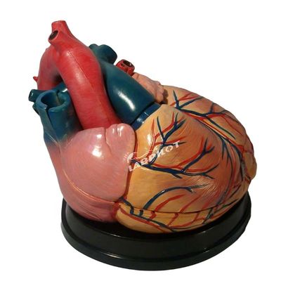 Hospitals Top-Wahl 3D-Human-Herz-Anatomie-Modell für detailliertes und genaues Lernen