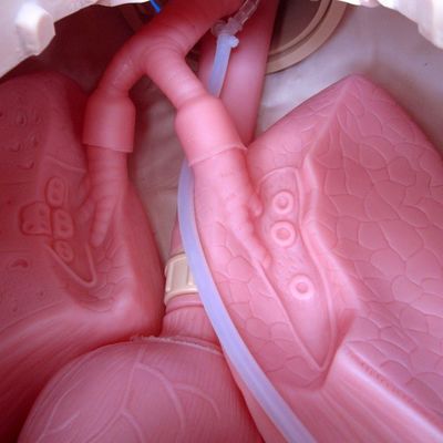 Professionelle menschliche Intubation und Saugtrainingsmannequin mit Pflegefunktion
