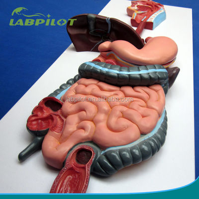 Anatomische Demonstrationsmodell des menschlichen Verdauungssystems für die medizinische Ausbildung