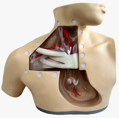 Klinische Krankenschwester Ausbildung Modelle Fortgeschrittene Ernährung Krankenschwester Mannequin mit Herz und Vene