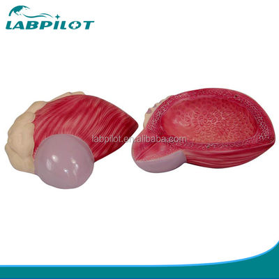 Erweitertes PVC-Modell für die Anatomie der Harnblase beim Mann für Mediziner