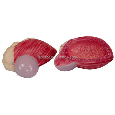 Erweitertes PVC-Modell für die Anatomie der Harnblase beim Mann für Mediziner