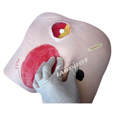 Human Model Decubitus Ulcer Care Training Simulator für Kategorien in der Medizin