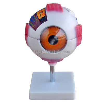 8 Teile Trennbares riesiges Auge Anatomisches Modell perfekt für medizinische Studien und Ausbildung
