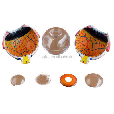 8 Teile Trennbares riesiges Auge Anatomisches Modell perfekt für medizinische Studien und Ausbildung