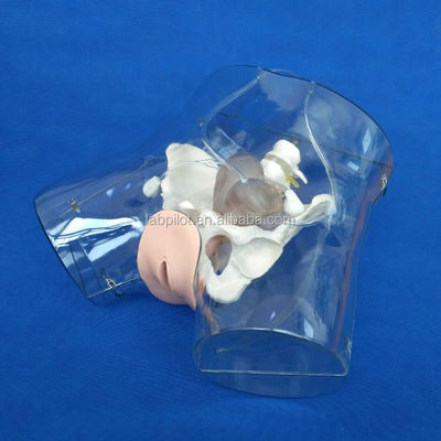 Realistisches weibliches Beckenmodell für Dilatations- und Curettage-Training-Simulator-Tool