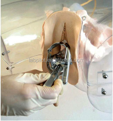 Realistisches weibliches Beckenmodell für Dilatations- und Curettage-Training-Simulator-Tool