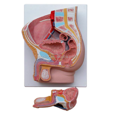 Fortpflanzungsorgane Anatomie Lehre Median Saggital 2-Teile männliche Beckenhöhle Modell