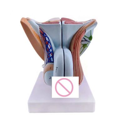 Anatomische Demonstration Erweitertes Modell der inneren und äußeren Genitalorgane des PVC-Männchen