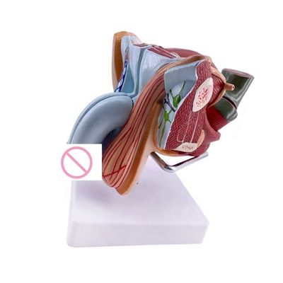 Anatomische Demonstration Erweitertes Modell der inneren und äußeren Genitalorgane des PVC-Männchen