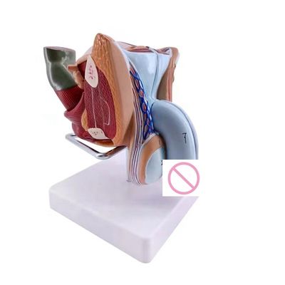 Anatomische Demonstration Erweitertes Modell der inneren und äußeren Genitalorgane des PVC-Männchen