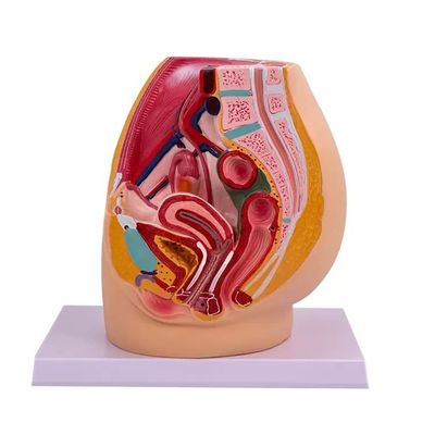 Modell der weiblichen Beckenhöhle Anatomie in der Mediasagittal-Abteilung für die Lehre in Krankenhäusern