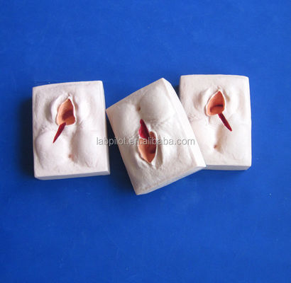Erweiterter PVC-Epiziorrhaphie-Training-Simulator für realistische Vulva-Suring-Techniken