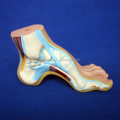 Kategorien Detaillierte Anatomie Strukturen 3D-Biologische normale Flach- und Bogenfußmodelle