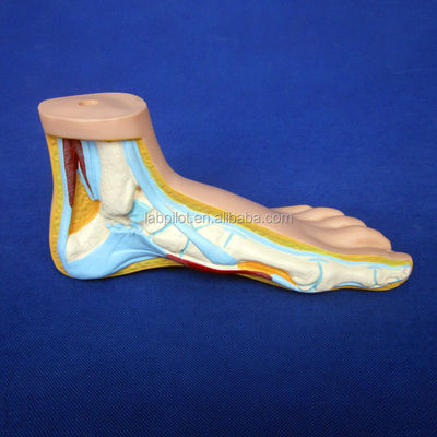 Kategorien Detaillierte Anatomie Strukturen 3D-Biologische normale Flach- und Bogenfußmodelle