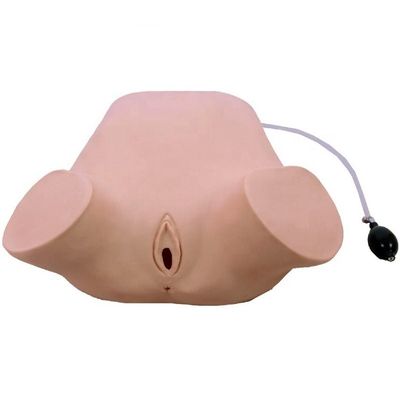 PVC Schwangere Frauen Vierstufige Palpation Leopold Manöver Vaginaluntersuchung Simulator