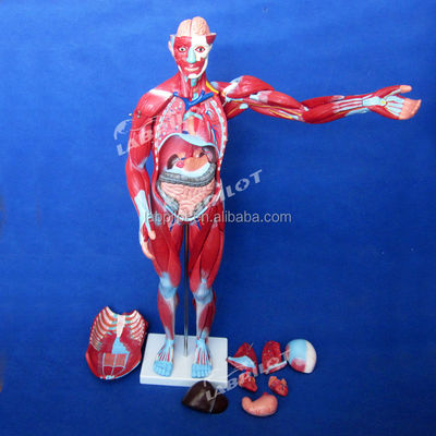 Artikel Modell für die Anatomie des menschlichen Körpers, das innere Organe und Muskeln zeigt Torso Mannequin