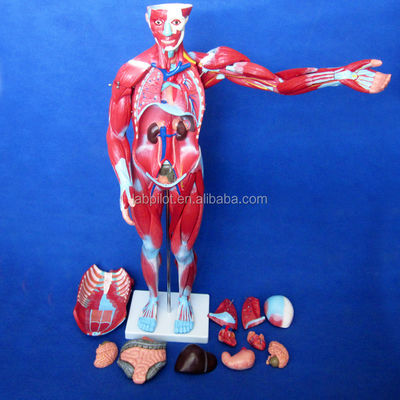 Artikel Modell für die Anatomie des menschlichen Körpers, das innere Organe und Muskeln zeigt Torso Mannequin