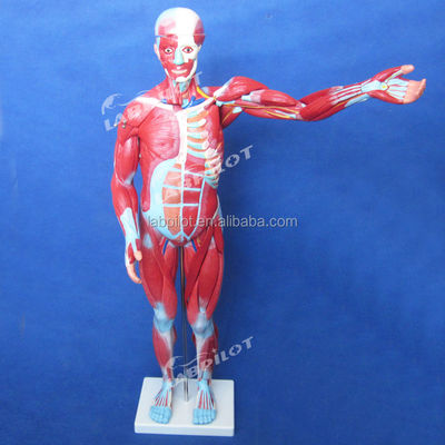 Artikel Modell für die Anatomie des menschlichen Körpers, das innere Organe und Muskeln zeigt Torso Mannequin