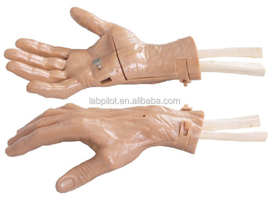 Realistischer Handbewegungs-Hand-Training-Wiederherstellungs-Simulator mit lebhafter Anatomie-Struktur