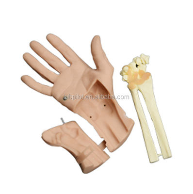Realistischer Handbewegungs-Hand-Training-Wiederherstellungs-Simulator mit lebhafter Anatomie-Struktur