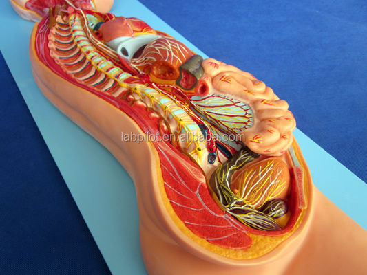 Detaillierte menschliche Lebensgröße Anatomisches Modell für automatisches Nervensystem und Körperorgane