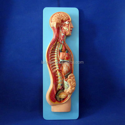 Detaillierte menschliche Lebensgröße Anatomisches Modell für automatisches Nervensystem und Körperorgane