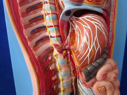 Detaillierte menschliche Lebensgröße Anatomisches Modell für automatisches Nervensystem und Körperorgane