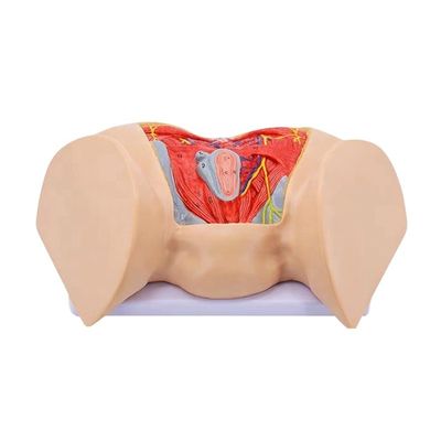 Medizinische Wissenschaft Anatomisches Modell Fortgeschrittene weibliche Perinealmuskulatur Nerven und Gefäße
