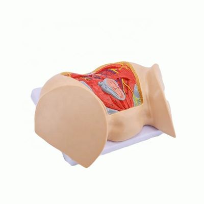 Medizinische Wissenschaft Anatomisches Modell Fortgeschrittene weibliche Perinealmuskulatur Nerven und Gefäße