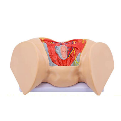 Medizinische Wissenschaft Anatomisches Modell Fortgeschrittene weibliche Perinealmuskulatur Nerven und Gefäße