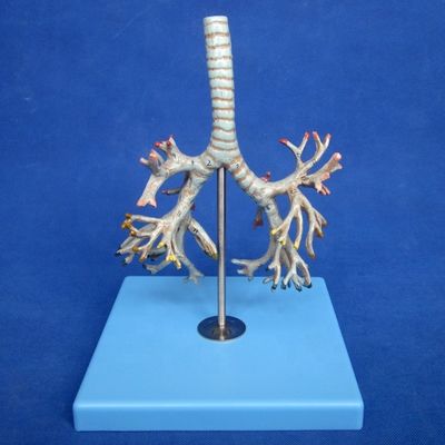 Medizinisches Modell der menschlichen Bronchien Fortgeschrittene PVC Bronchien der Luftröhre Modell in lebensgroßer Größe