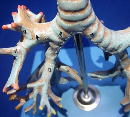 Medizinisches Modell der menschlichen Bronchien Fortgeschrittene PVC Bronchien der Luftröhre Modell in lebensgroßer Größe