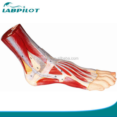 Lebhaftes Muskelmodell des menschlichen Fußes Plantar Anatomie Detaillierte Strukturen Fußanatomie Modell