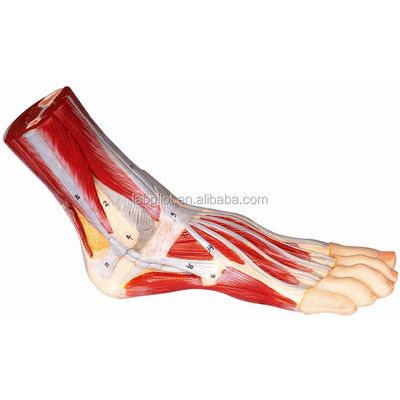 Lebhaftes Muskelmodell des menschlichen Fußes Plantar Anatomie Detaillierte Strukturen Fußanatomie Modell