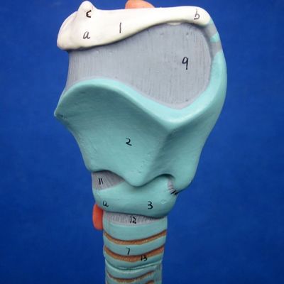 Medizinische Wissenschaft Anzeige Trennbarer Bronchialbaum und Trachea Modell für Larynx Anatomie