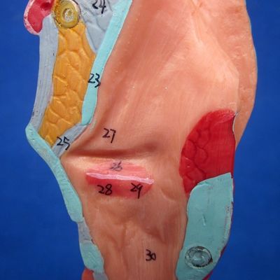 Medizinische Wissenschaft Anzeige Trennbarer Bronchialbaum und Trachea Modell für Larynx Anatomie