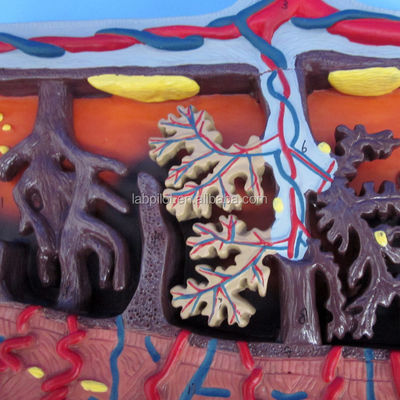 3D-Modell der Plazenta, Plazentagewebe und Nabelschnur für Anatomie-Demonstrationen