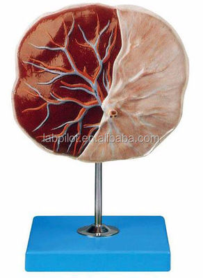 Medizinische Wissenschaft 3D-Modell der menschlichen Plazenta und Nabelschnur mit detaillierter Anatomie