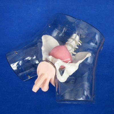 Erleben Sie Realismus mit dieser umfassenden Maskulinen Harnröhre Katheterisierung Simulator Training Puppe