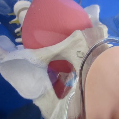 Mannequin für Patienten Versorgung Demonstration Transparente Harnröhre Katheterisierung Training