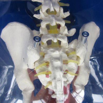 Mannequin für Patienten Versorgung Demonstration Transparente Harnröhre Katheterisierung Training