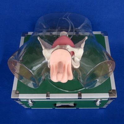 Erleben Sie Realismus mit dieser umfassenden Maskulinen Harnröhre Katheterisierung Simulator Training Puppe