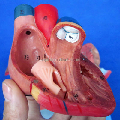 3D-Modell des menschlichen Atmungssystems, Larynx, Trachea, Herz und Lunge für medizinische Ausbildung