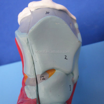 3D-Modell des menschlichen Atmungssystems, Larynx, Trachea, Herz und Lunge für medizinische Ausbildung