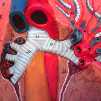 3D-Modell des menschlichen Atmungssystems, Larynx, Trachea, Herz und Lunge für medizinische Ausbildung
