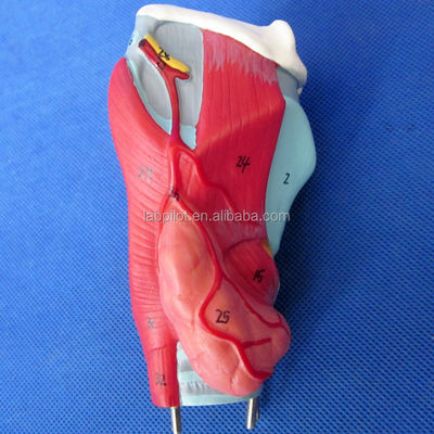 3D-Modell des menschlichen Atmungssystems, Larynx, Trachea, Herz und Lunge für medizinische Ausbildung